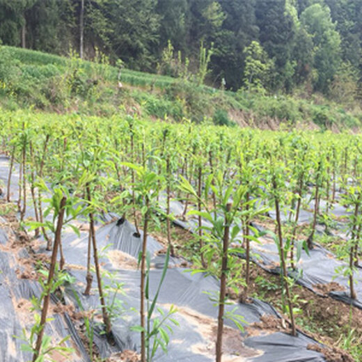 湖南青脆李苗价格青脆李树苗厂家的苗木基地